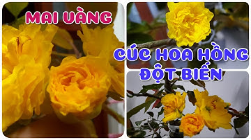 Mai vàng cúc hoa Hồng đột biến | Mai vàng độc lạ | 0386569374 - Ngọc Ngân Bến Tre |Chuyên cây độc lạ