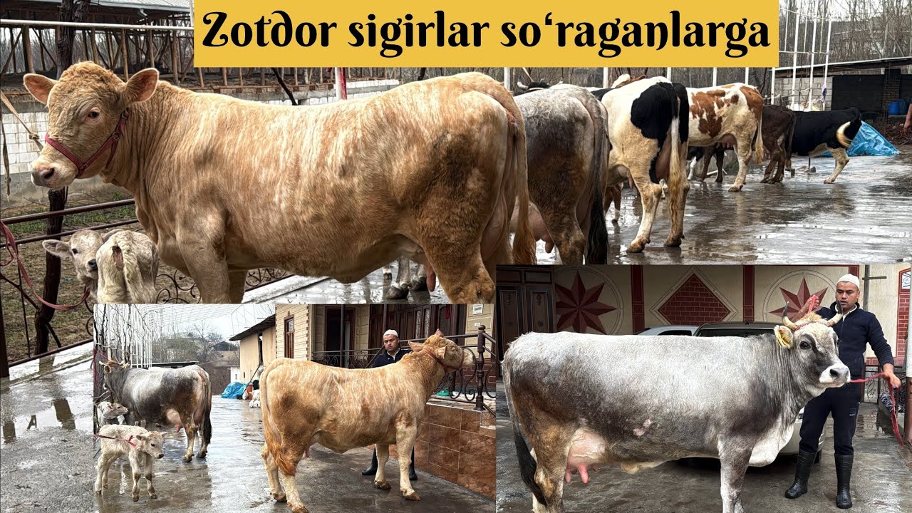 Ser sut ishonchli sigirlar soʻraganlarga