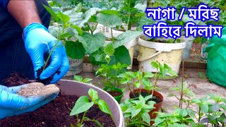 আজকে সকল নাগা \/ মরিছ গাছ বাহিরে রূপন করলাম Taking All Chilli Plants Outdoor SHOKHER BAGAN 2024