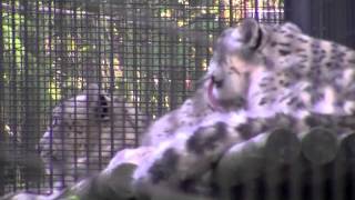 チーターじゃないよユキヒョウだよ~Snow Leopard