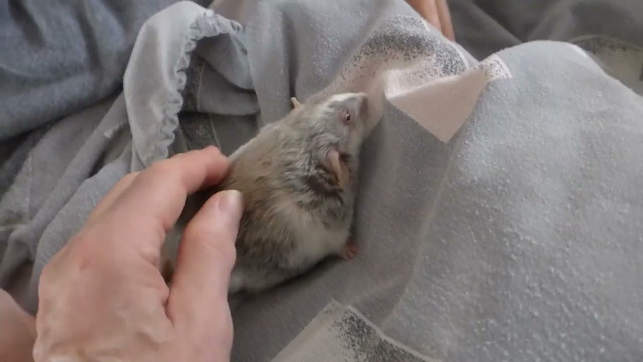 P1030589 Spike chillin with G&G downstairs