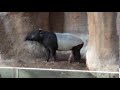 Happy Malayan Tapir