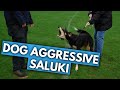 Nick Meets Zero the Aggressive Saluki の動画、YouTube動画。