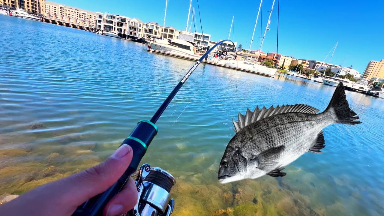 The Hunt for the 40cm Bream BEGINS | Adelaide Metro Fishing