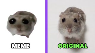Sad Hamster Meme Vs Original