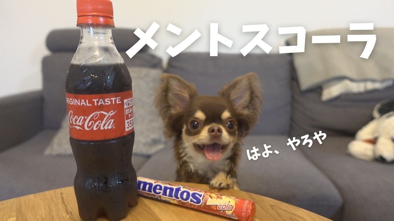 衝撃 犬が初めてメントスコーラを見た反応が可愛過ぎた Youtube