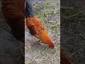 মুরগি পালন।  murgi palon । 🐓🐔  #foryou #1millionsubscribers #vairal #murgipalon #shortvideo #shorts
