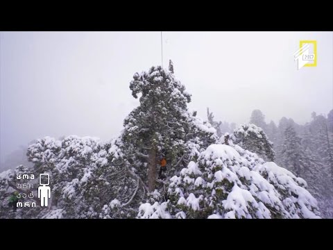 მსოფლიოში ყველაზე დიდი, 3200 წლის ხე! უნივერსალური დასაკეცი ველოსიპედი