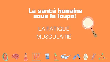 Quelle est la cause de la fatigue musculaire ?