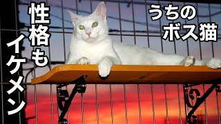 新入り子猫を虐める猫を 叱る ボス猫