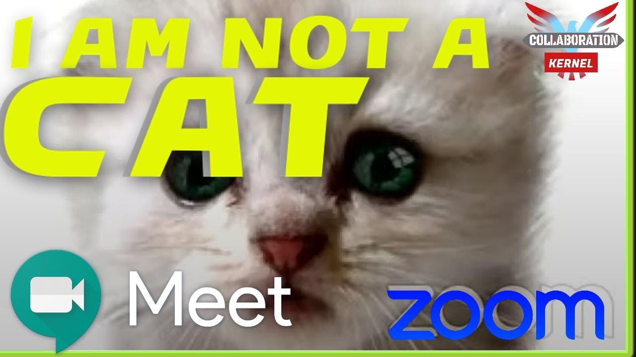 How To Use The Cat Filter With Google Meet And Zoom Youtube
