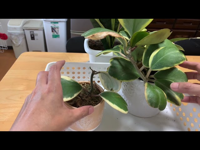 ハートホヤのさし木は時間がかかりました サンスベリアとペペロミアも出てきます Youtube