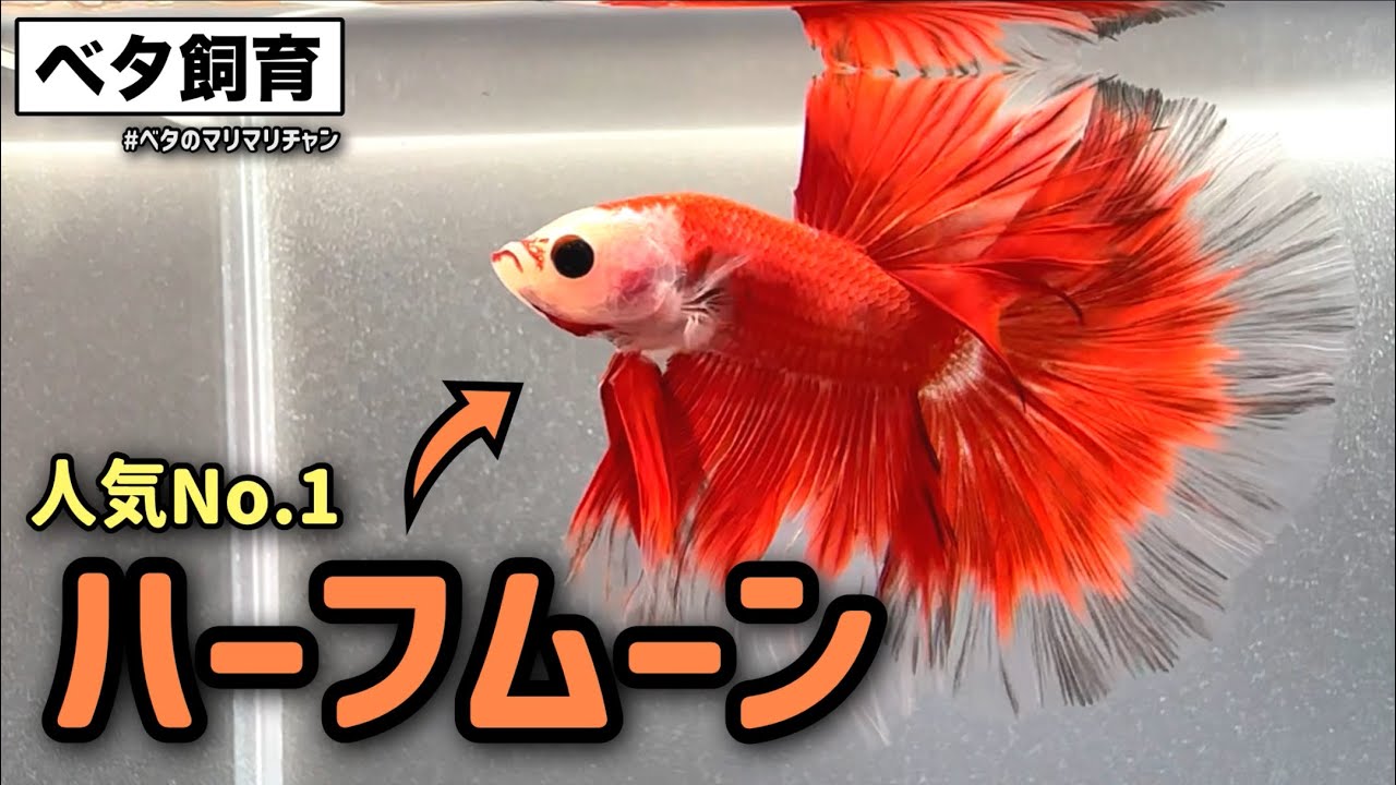 ベタ飼育】人気No.1の「ハーフムーン」を2ペアご紹介と繁殖水槽の準備 