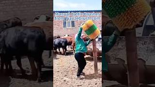Watch cows go wild over their favourite manual cattle brush. #cow #cowbrush #cattle #cattlebrush