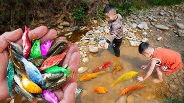 Em ổi tìm bắt cá nhiều màu sắc ở vũng nước cạn, cá vàng, cá 7 màu #cávàng #concá #fishing #bắtcávàng