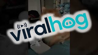 Dog Smiles For The Camera || ViralHog