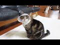 奇跡の美人ねこ。-Maru becomes a miraculous beauty.-