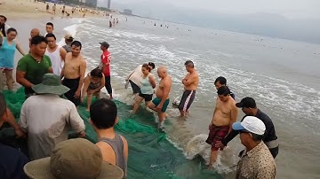 Kéo lưới buổi sáng ở Bãi biển Mỹ Khê Đà Nẵng