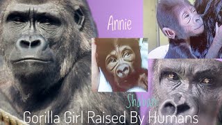 About a Gorilla Girl Raised By Human & a Silverback | Annie & Shabani | Higashiyama Zoo