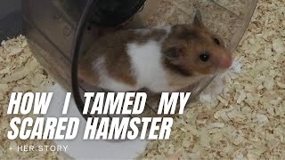 How I Tamed My Scared Hamster + Her Story by sanaspets 6,883 views 3 years ago 3 minutes, 35 seconds