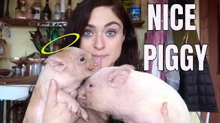 How To Raise A Polite Pig