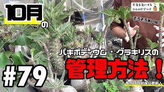 【塊根植物/多肉植物】#79 - 10月のパキポディウム・グラキリスの管理方法【グラキリス】