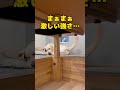 夢見る大型犬ラブラドールレトリバー 寝ながら戦う？！ #shorts #shortvideo #ラブラドール