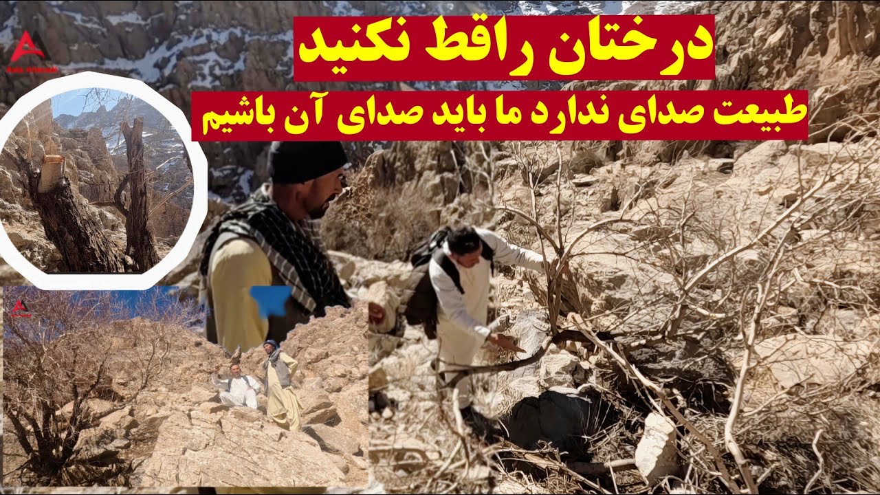 طبیعت صدای ندارد ما باید صدای آن باشیم لطفاً درختان کوهی را قط نکنید