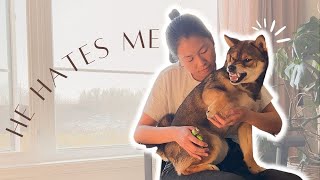 my DOG turned into a DEMON 👹 realistic NAIL TRIM anxious SHIBA INU screams 😰