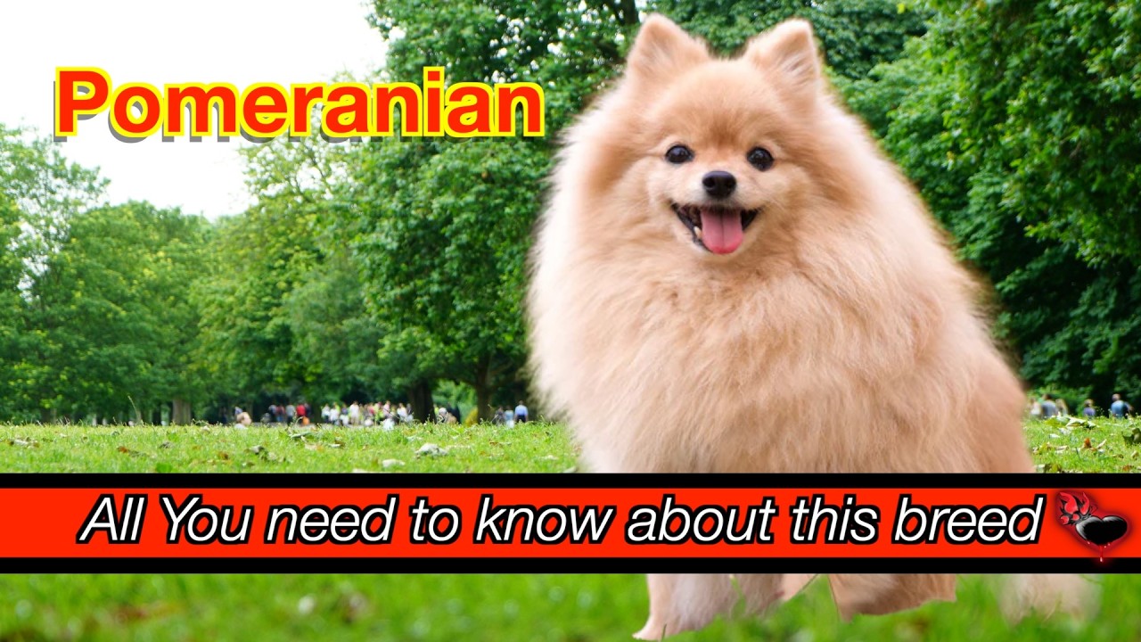 Discover the Charming Pomeranian Breed: A Big Personality in a Small Package!