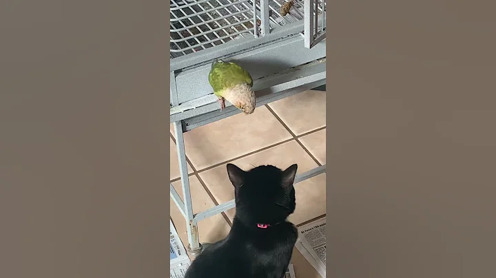 Cat, youre in my hood!