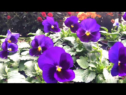Video: Lyatrix buiten planten en verzorgen