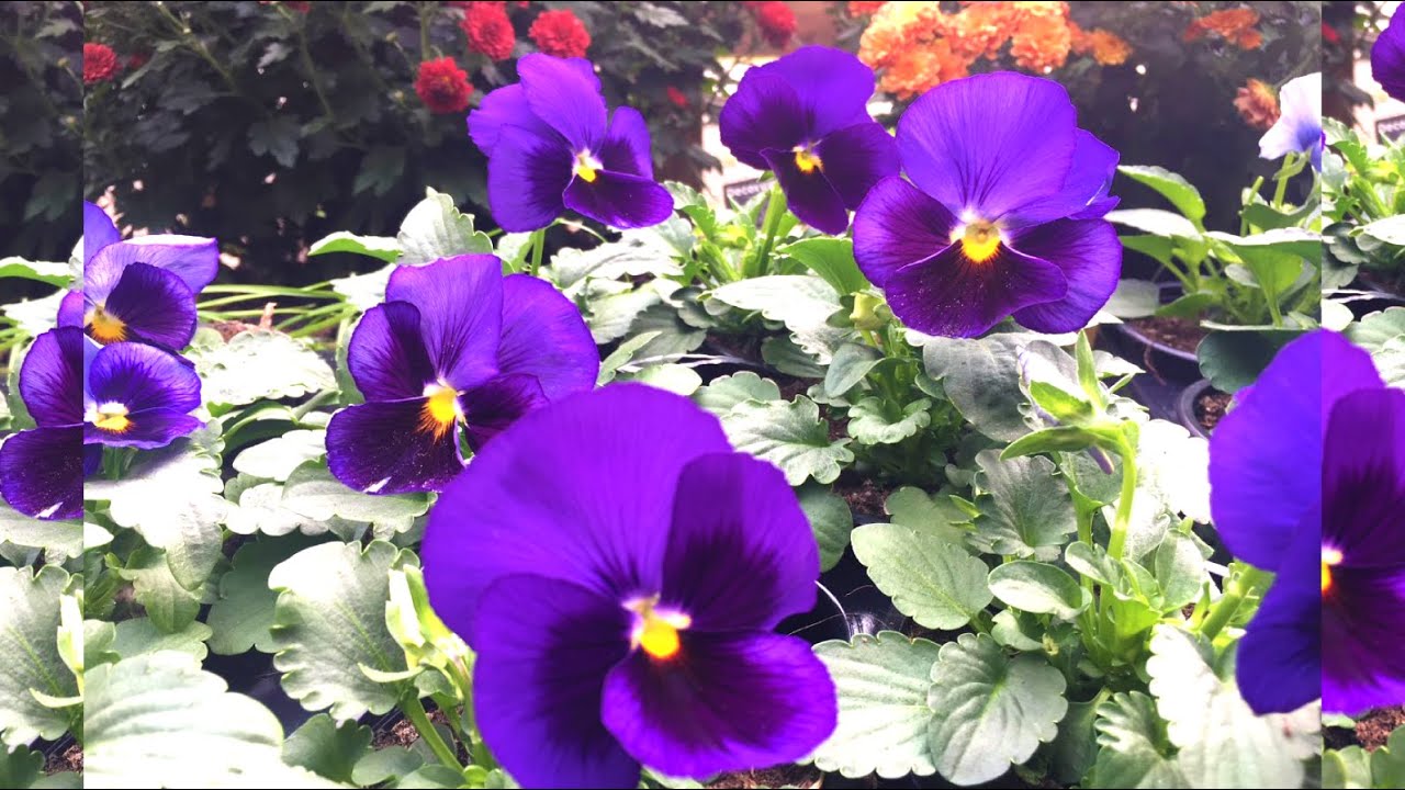 Tuin ideeën : Herfstbloeiers en winterbloeiers in de tuin planten en verzorgen