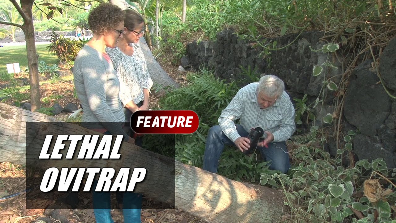Dengue Fever Fight: Lethal Ovitrap Comes To Kona (Jan. 15, 2016)