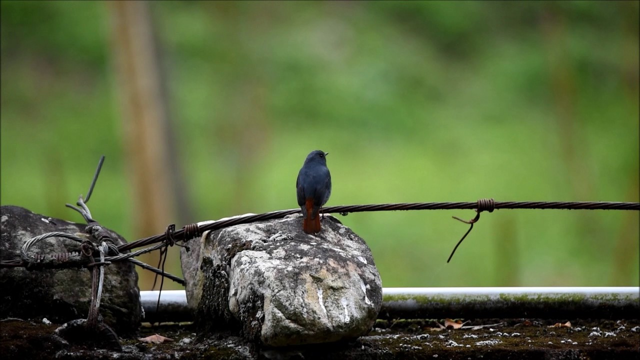 鉛色水鶇的叫聲 Youtube