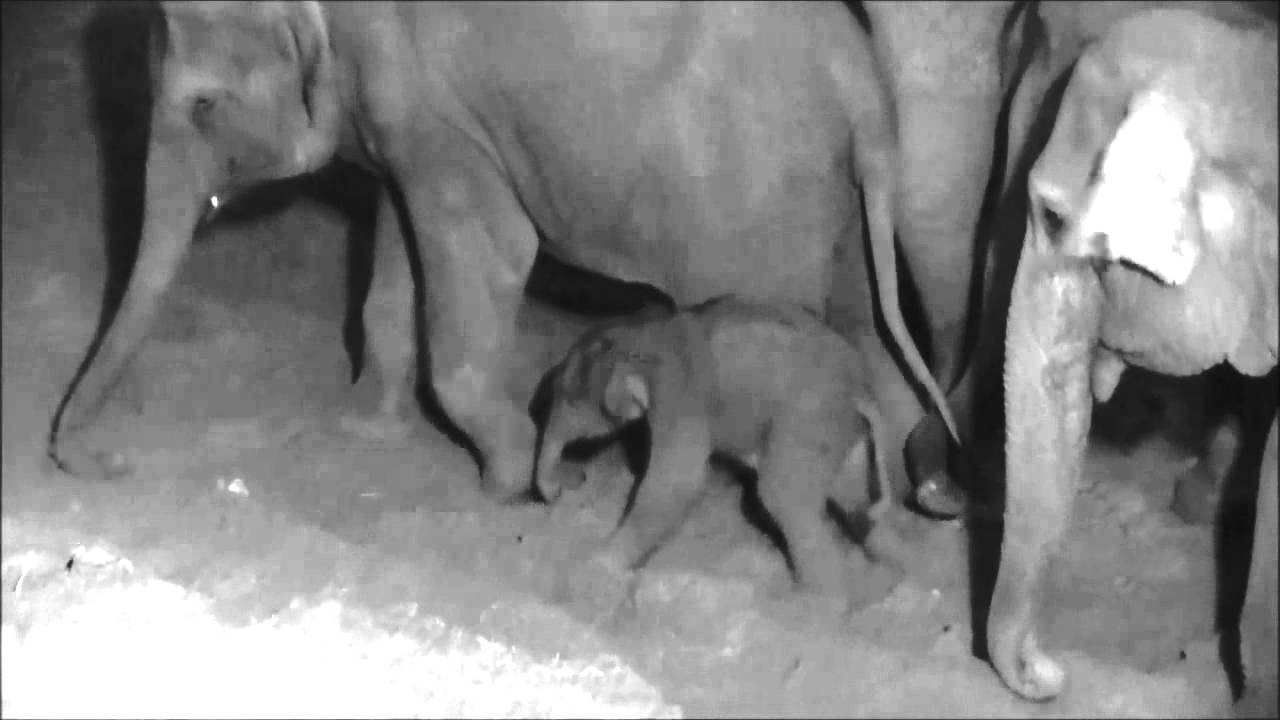 Herd Trumpets Baby Elephant's Arrival - ZooBorns