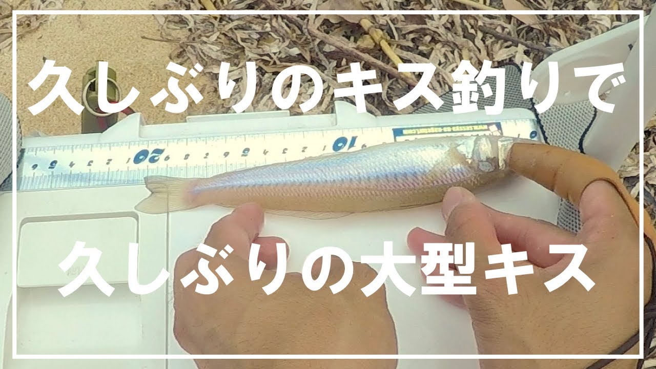 キス釣り 6月下旬 久しぶりのキス釣りで久しぶりの良型キス Youtube