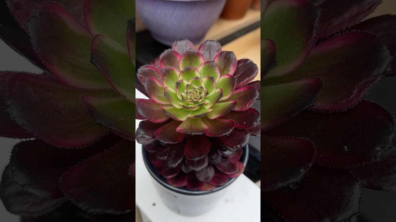 Aeonium Copper Kettle #aeonium #aeoniumcopperkettle #succulent