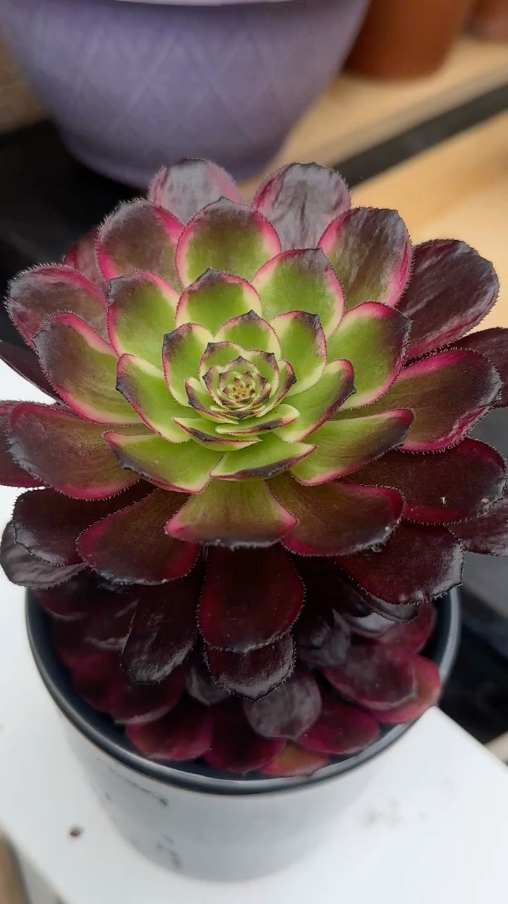 Aeonium Copper Kettle #aeonium #aeoniumcopperkettle #succulent