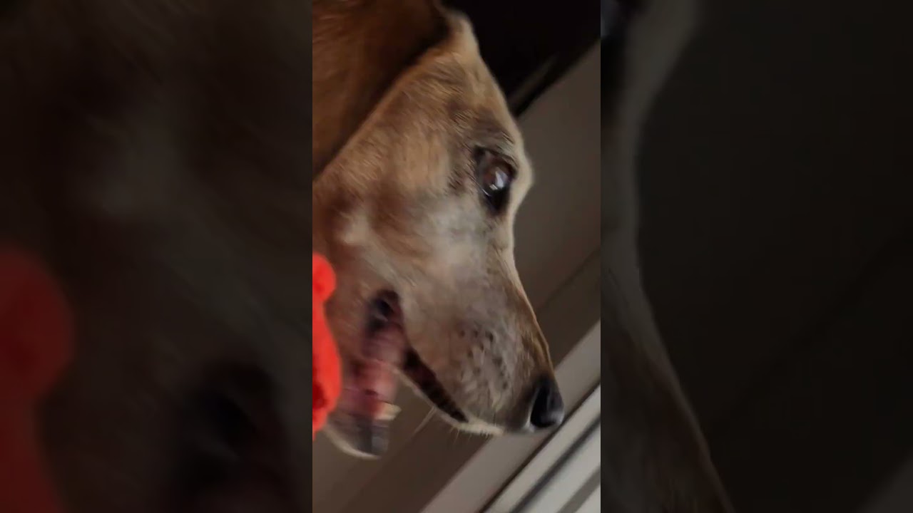 Dackel sind wie Katzen 🐶 #deutschland  #tiere #hundeliebe #hund #dachshund