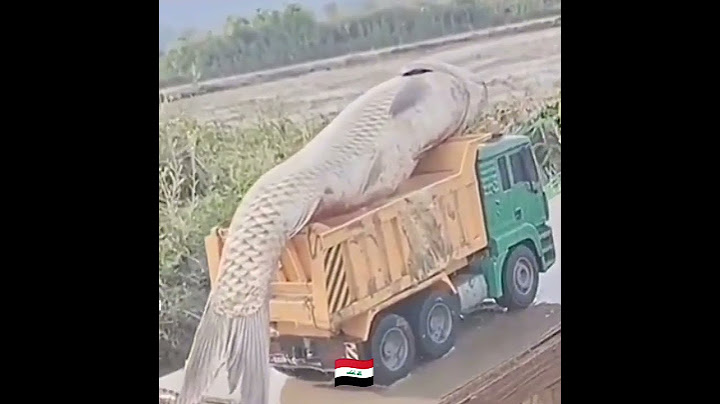 اكبر سمكة في العراق 🇮🇶😱👉