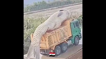 اكبر سمكة في العراق 