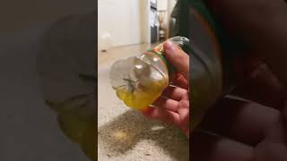 Nearly empty fruit shoot#shorts #subscribe