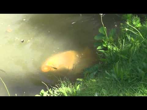 Video: Kako Kuhati Ribe V Počasnem štedilniku (krap V Kisli Smetani)
