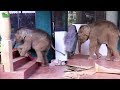 Cute orphaned baby elephants having a beautiful time under wildlife care