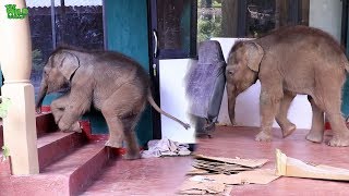 Cute orphaned baby elephants having a beautiful time under wildlife care