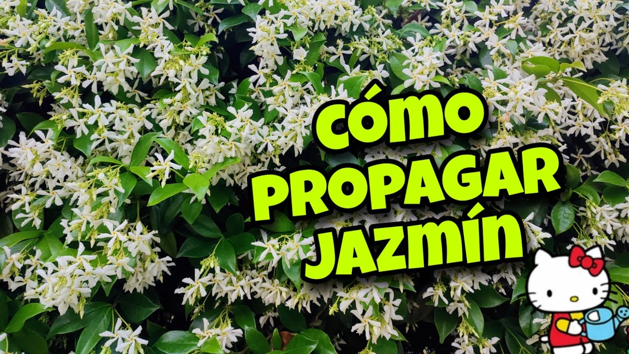 Cómo hacer ESQUEJES de JAZMÍN estrellado APROVECHANDO una PODA