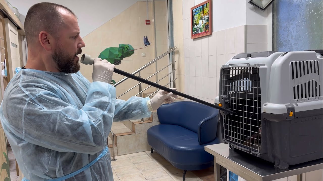 Как уколоть агрессивное животное?