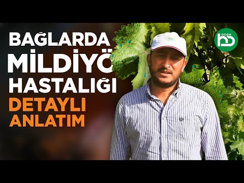 Video: Üzüm Tüylü Küf Tedavisi: Tüylü Küf Olan Üzümler Hakkında Ne Yapmalı