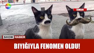 Bıyıklı kedi: Pala Remzi
